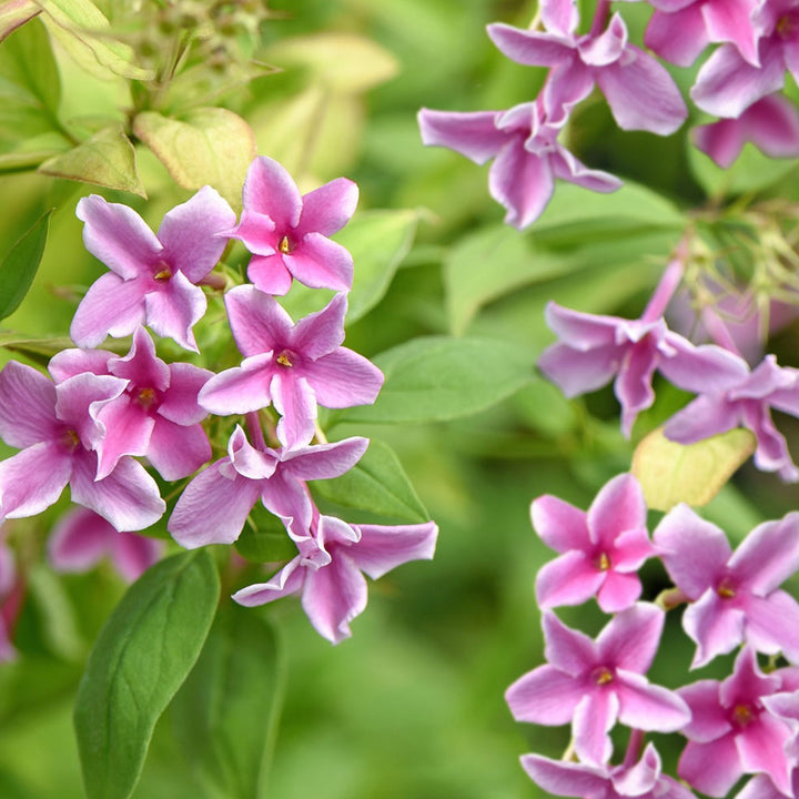 Pink Blooming Jasmine Flower Seeds – Heirloom, Non-GMO, High Germination Seeds