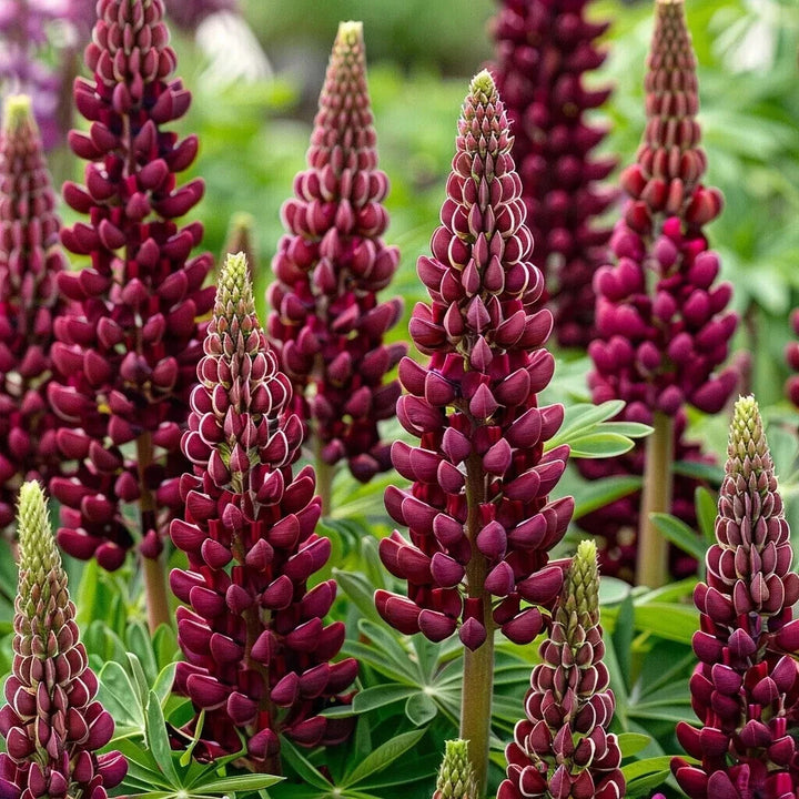 Maroon Lupine Flower Seeds – Heirloom, Non-GMO, High Germination Seeds