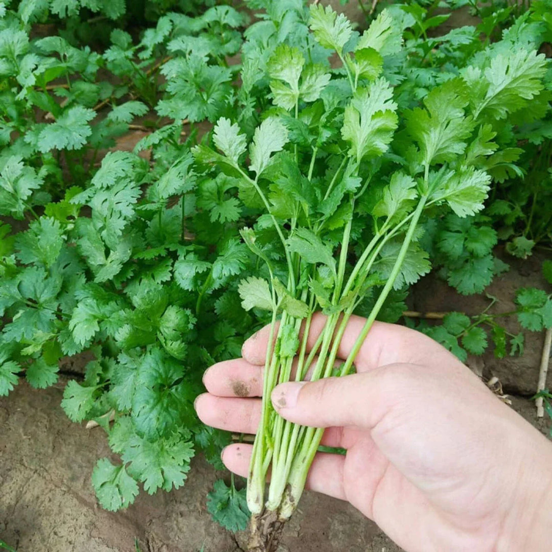 Coriander Leafy herb seeds