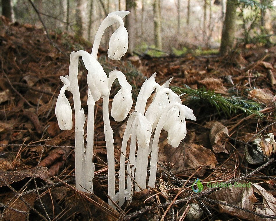 White Monotropa Uniflora Flower Seeds – Heirloom, Non-GMO, High Germination Seeds