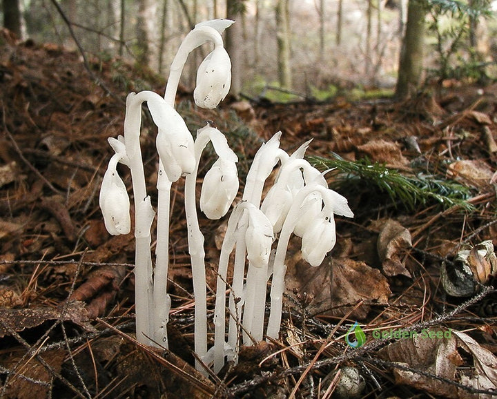 White Monotropa Uniflora Flower Seeds – Heirloom, Non-GMO, High Germination Seeds