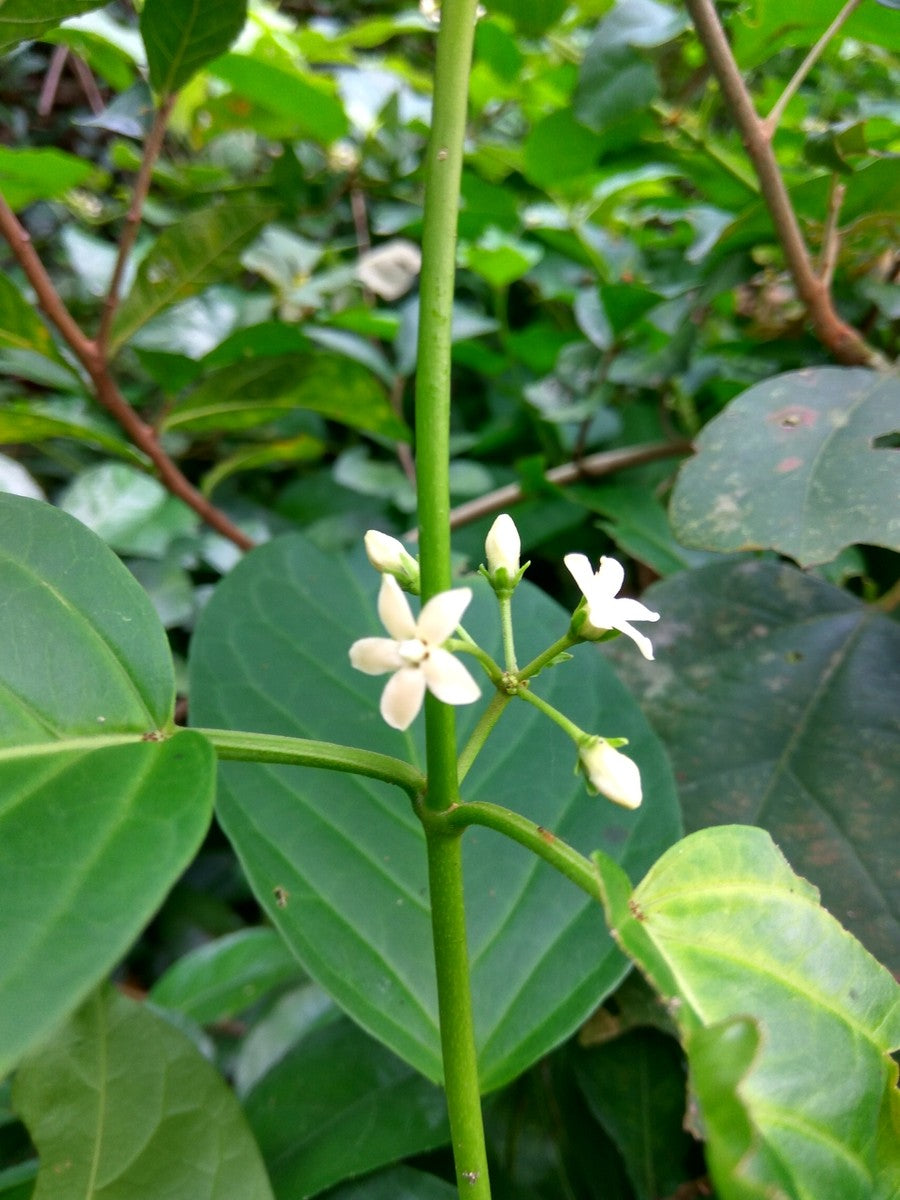 gymnema inodorum flower seeds