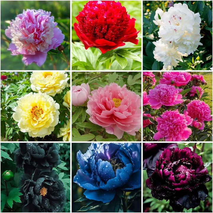 Mixed Peony Flower Seeds – Heirloom, Non-GMO, High Germination Organic Garden Seeds