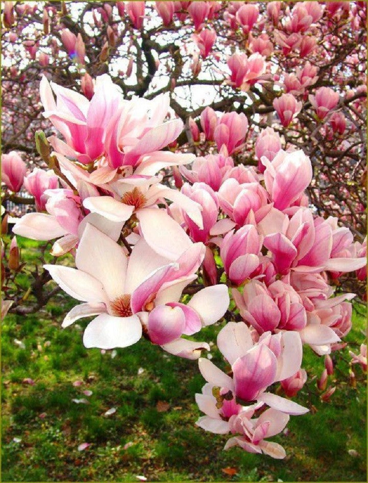 Semillas de flor de magnolia rosa blanca – Cimarrón, sin OGM, semillas de alta germinación