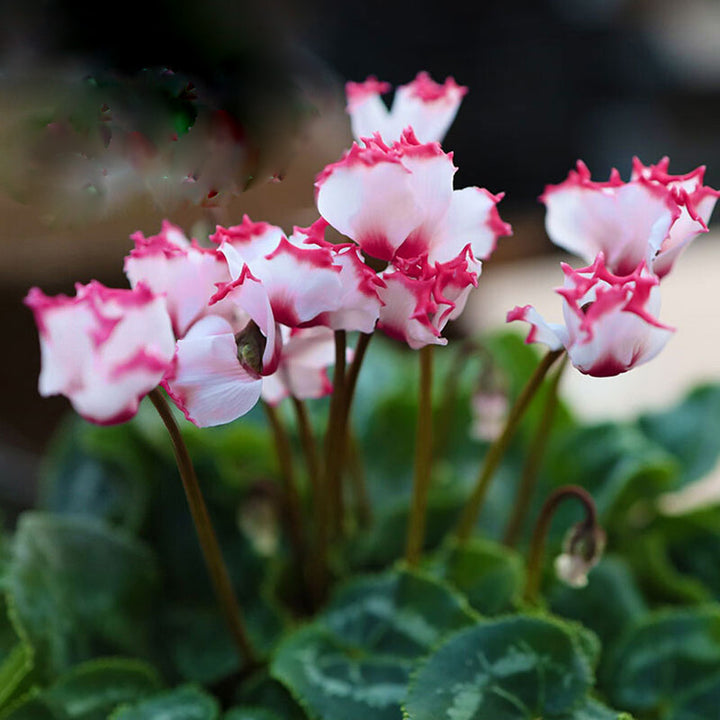 Red White Cyclamen Flower Seeds for Planting – Heirloom Non-GMO High Germination