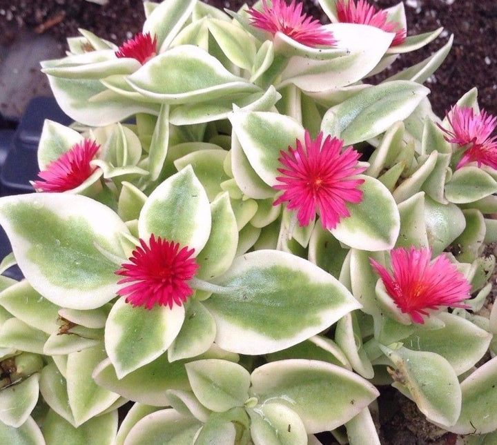 Aptenia Cordifolia Flower Seeds – Heirloom, Non-GMO, High Germination Seeds
