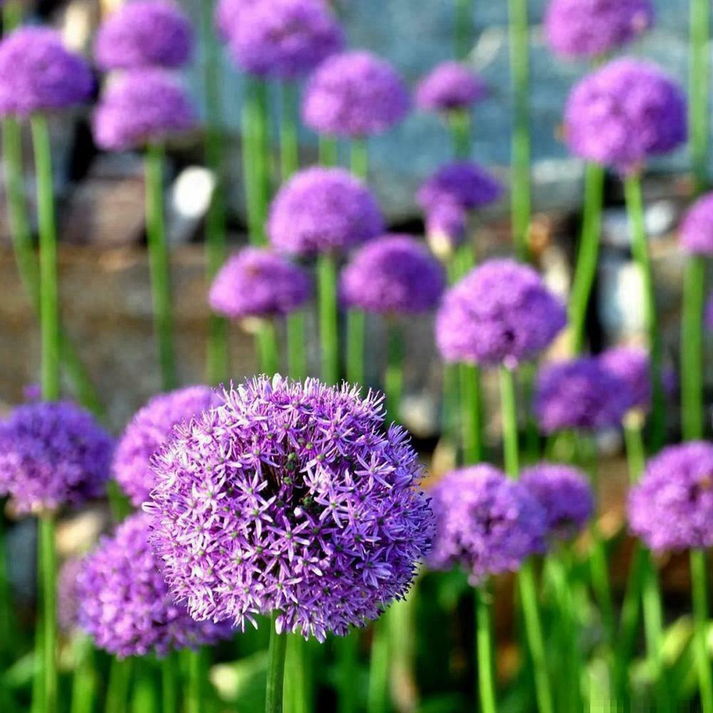 Allium giganteum Flower Seeds – Heirloom Non-GMO High Germination Organic Seeds