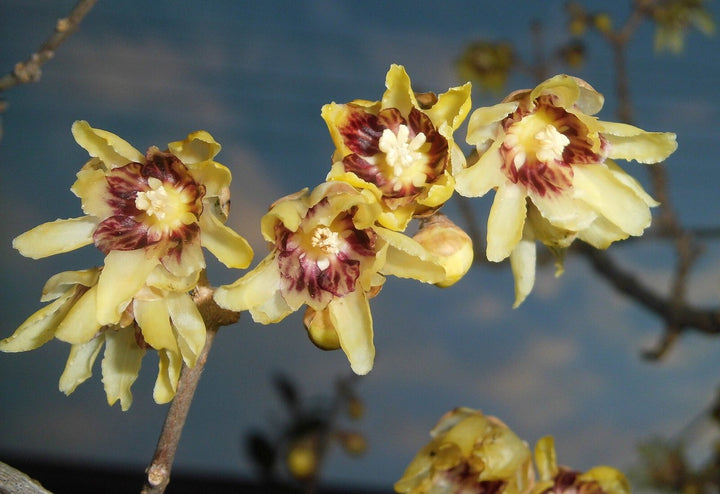 Chimonanthus Flower Seeds Yellow – Heirloom, Non-GMO, High Germination Organic Garden Seeds
