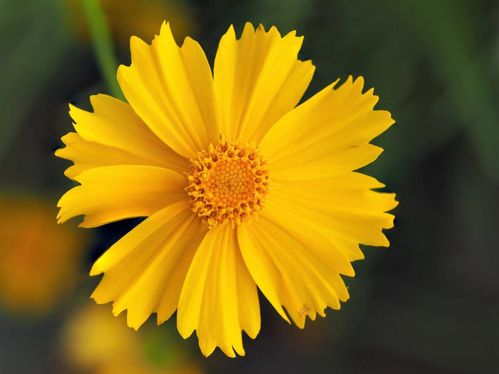 Lanceolata Flower Seeds Yellow – Heirloom, Non-GMO, High Germination Seeds