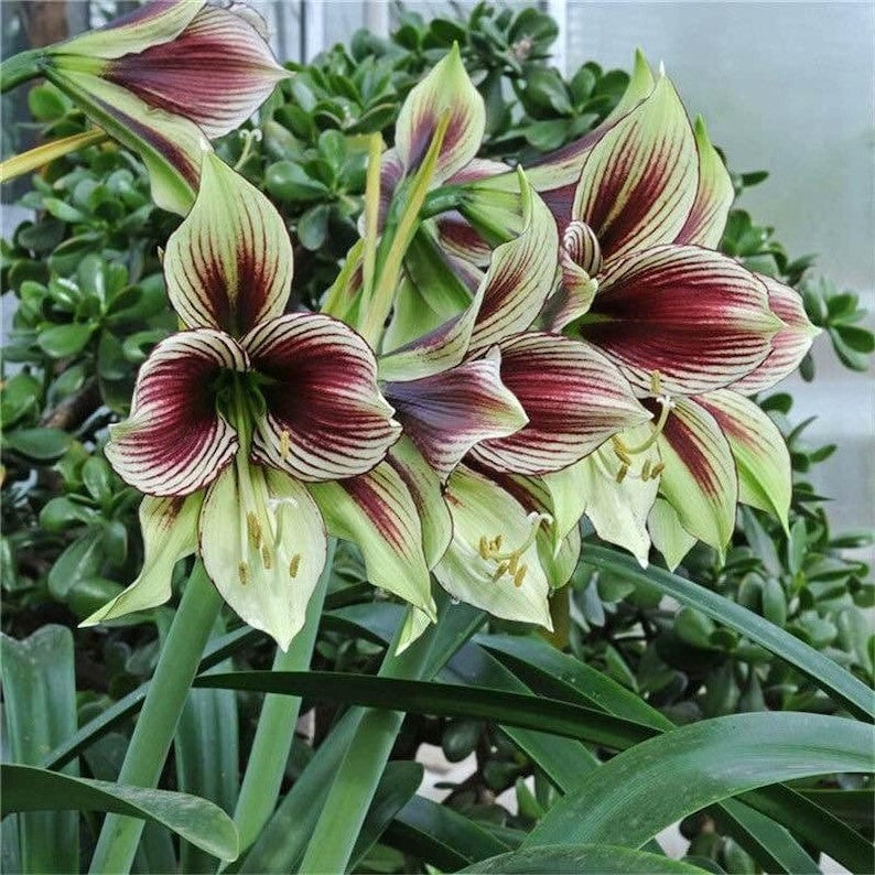 Maroon Green Hippeastrum Flower Seeds – Heirloom, Non-GMO, High Germination Seeds