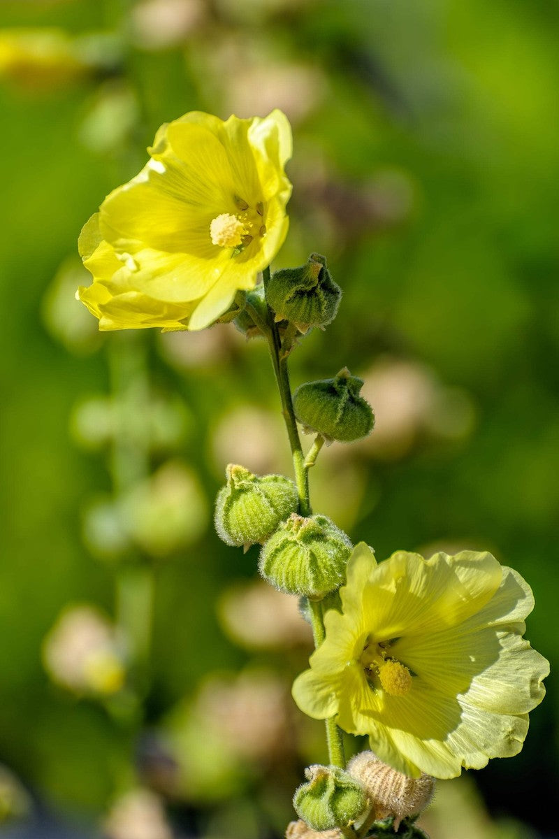 Yellow Hollyhock Flower Seeds – Heirloom, Non-GMO, High Germination Seeds