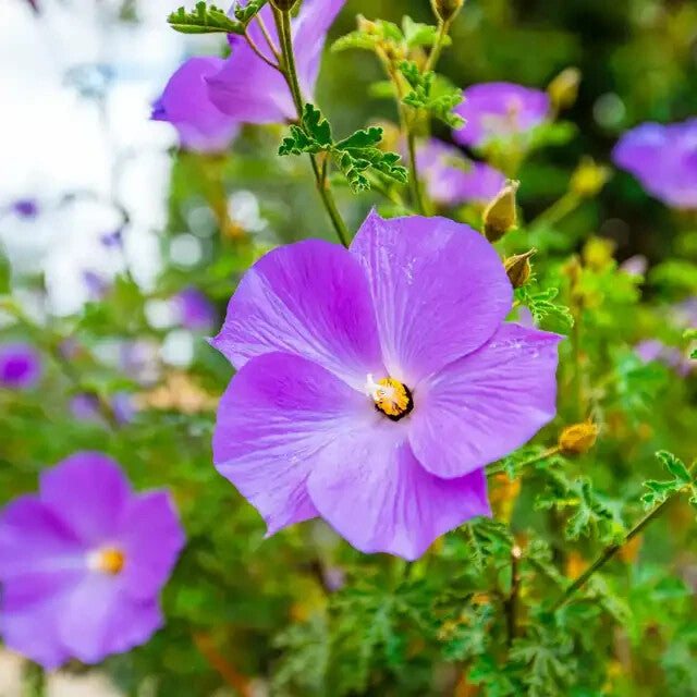 Giant Hibiscus Flower Seeds Lavender — Heirloom Non-GMO High Germination Seeds