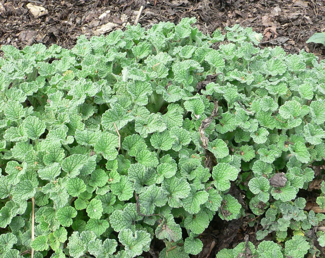 Green Horehound herb seeds