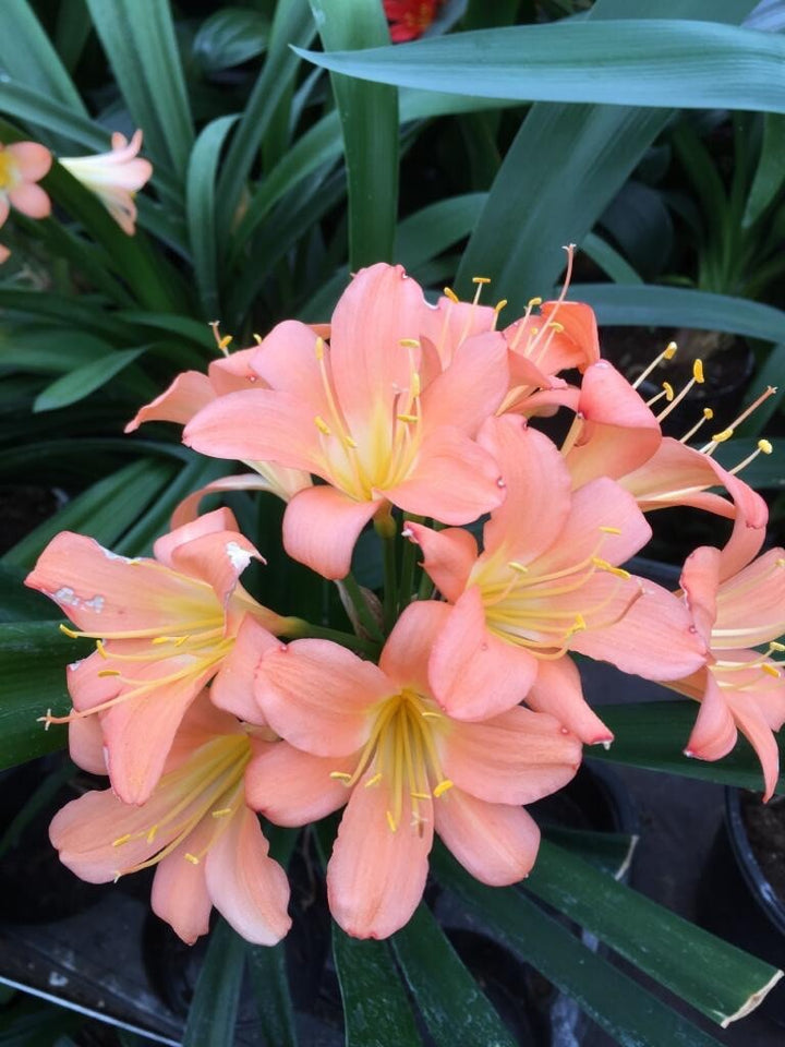 Pale Pink Perennial Clivia Flower Seeds for Planting – Heirloom Non-GMO Organic Garden Seeds