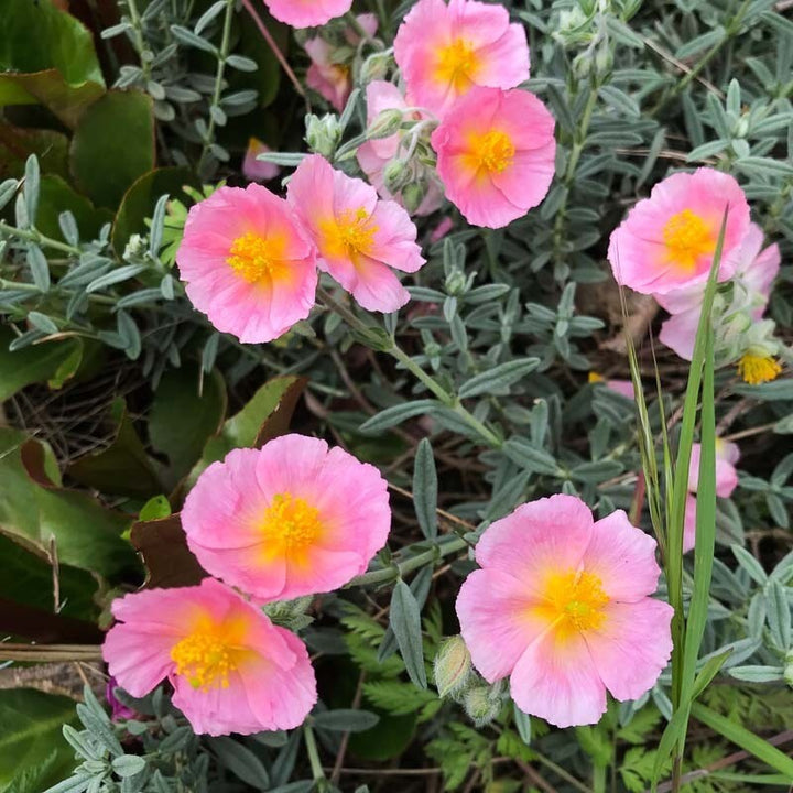 Pink Helianthemum Flower Seeds – Heirloom, Non-GMO, High Germination Seeds