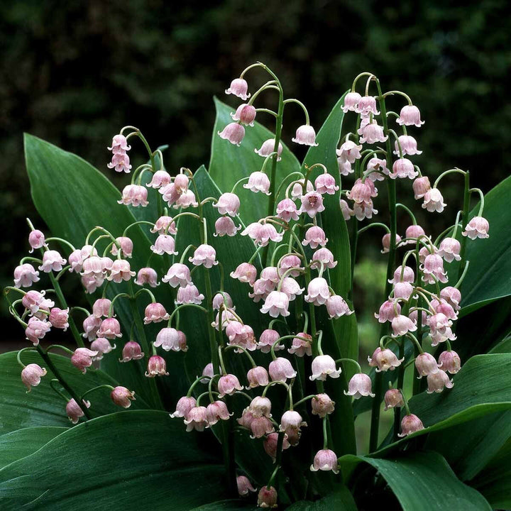 Lilly The Valley Flower Seeds – Heirloom, Non-GMO, High Germination Seeds
