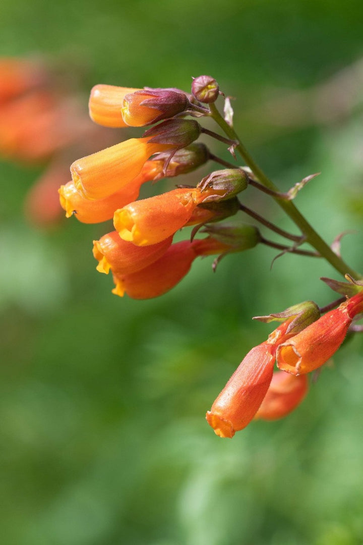 Orange Eccremocarpus Flower Seeds – Heirloom, Non-GMO, High Germination Seeds