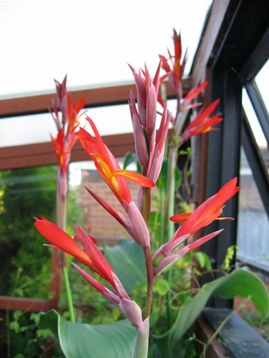 Red Orange Edulis Flower Seeds – Heirloom, Non-GMO, High Germination Seeds