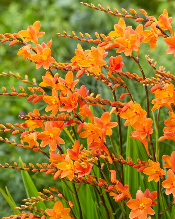 Semillas de flor de Crocosmia naranja para plantar – Semillas herencia no transgénicas de alta germinación