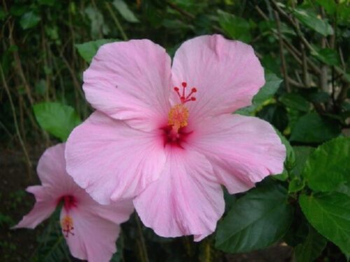 Semillas de Flor de Hibisco Rosa Claro – Variedad Tradicional, No-Transgénicas, Semillas de Alta Germinación