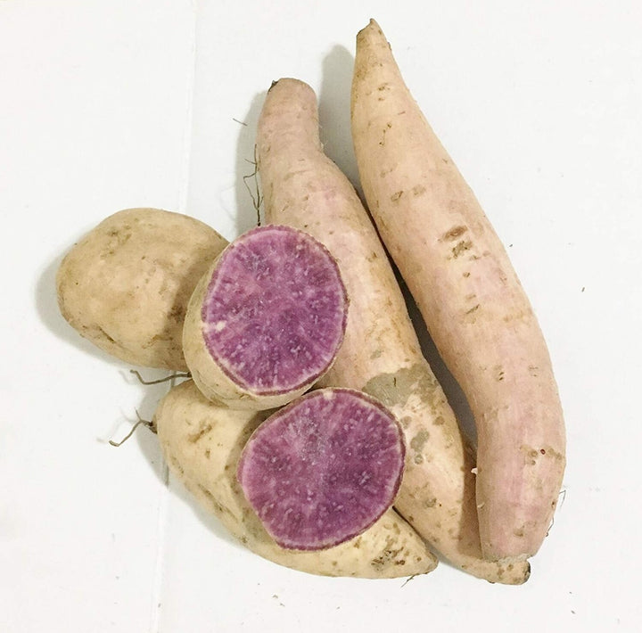 Okinawa Sweet Potato Seeds for Gardening – Heirloom, Non-GMO, High Germination Organic Garden Seeds