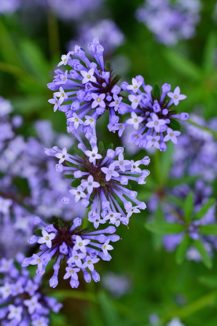 Asperula Flower Seeds for Planting – Heirloom Non-GMO High Germination Organic Garden Seeds