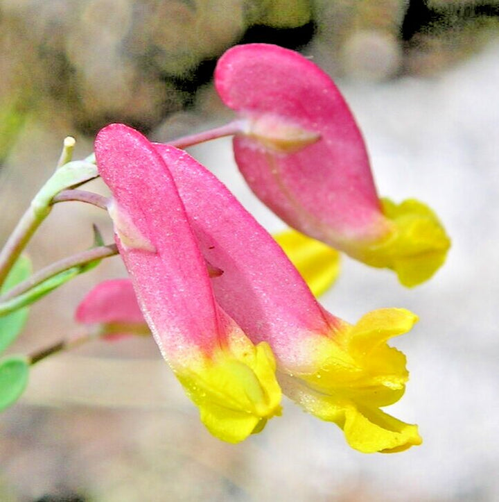 Corydalis Flower Seeds for Planting – Heirloom Non-GMO High Germination Seeds