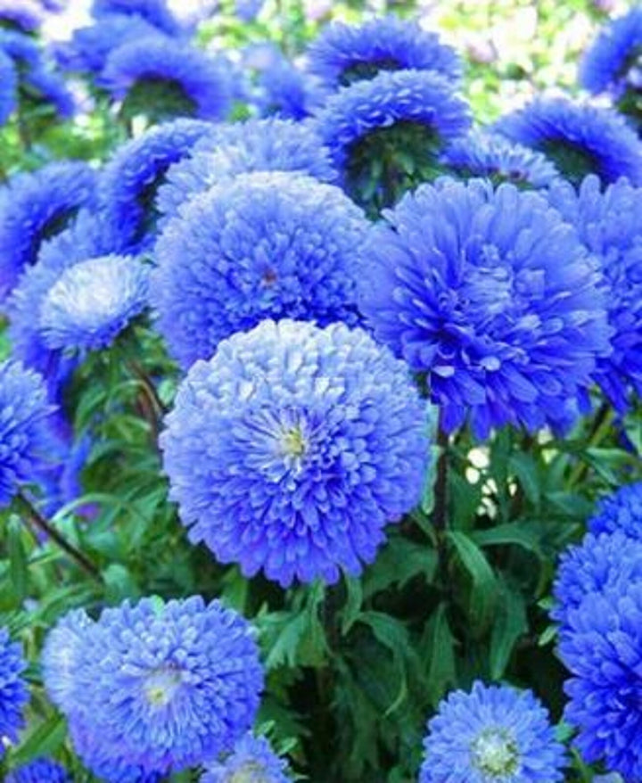 Aster Flower Seeds for Planting – Heirloom Non-GMO High Germination Organic Garden Seeds