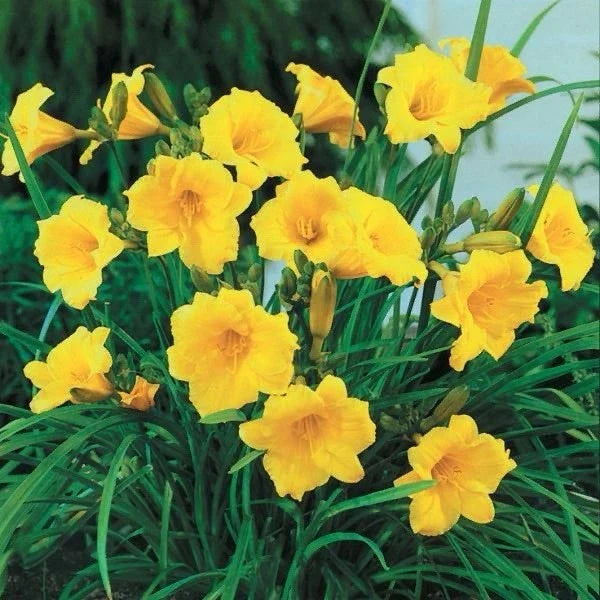 golden yellow flower seeds