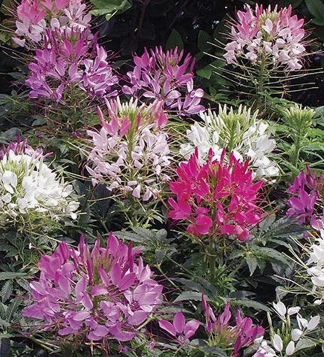 cleome hassleriana flower seeds