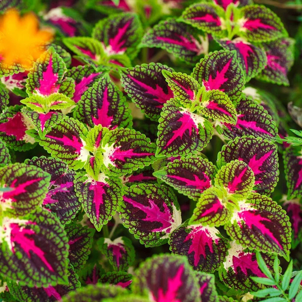 coleus rainbow flower seeds