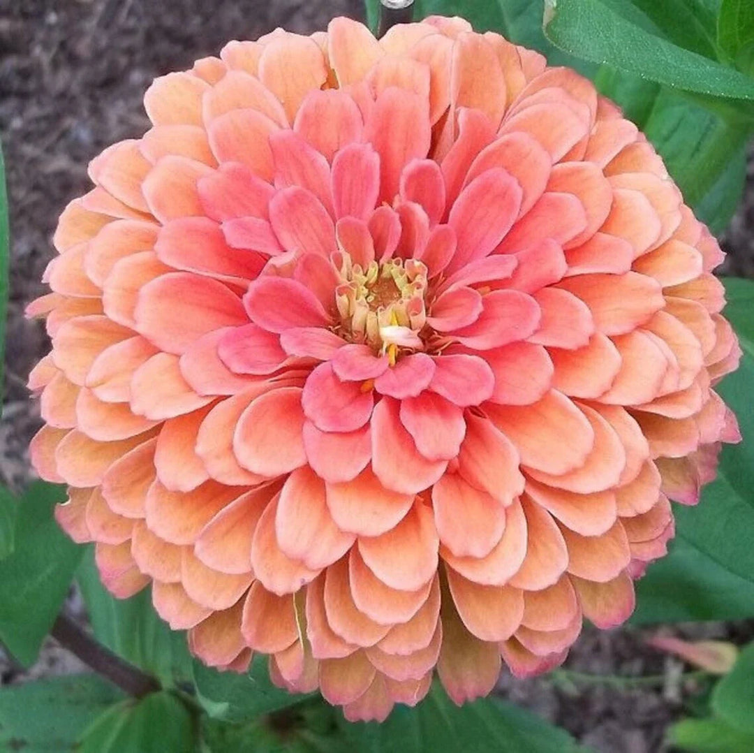 salmon rose flower seeds