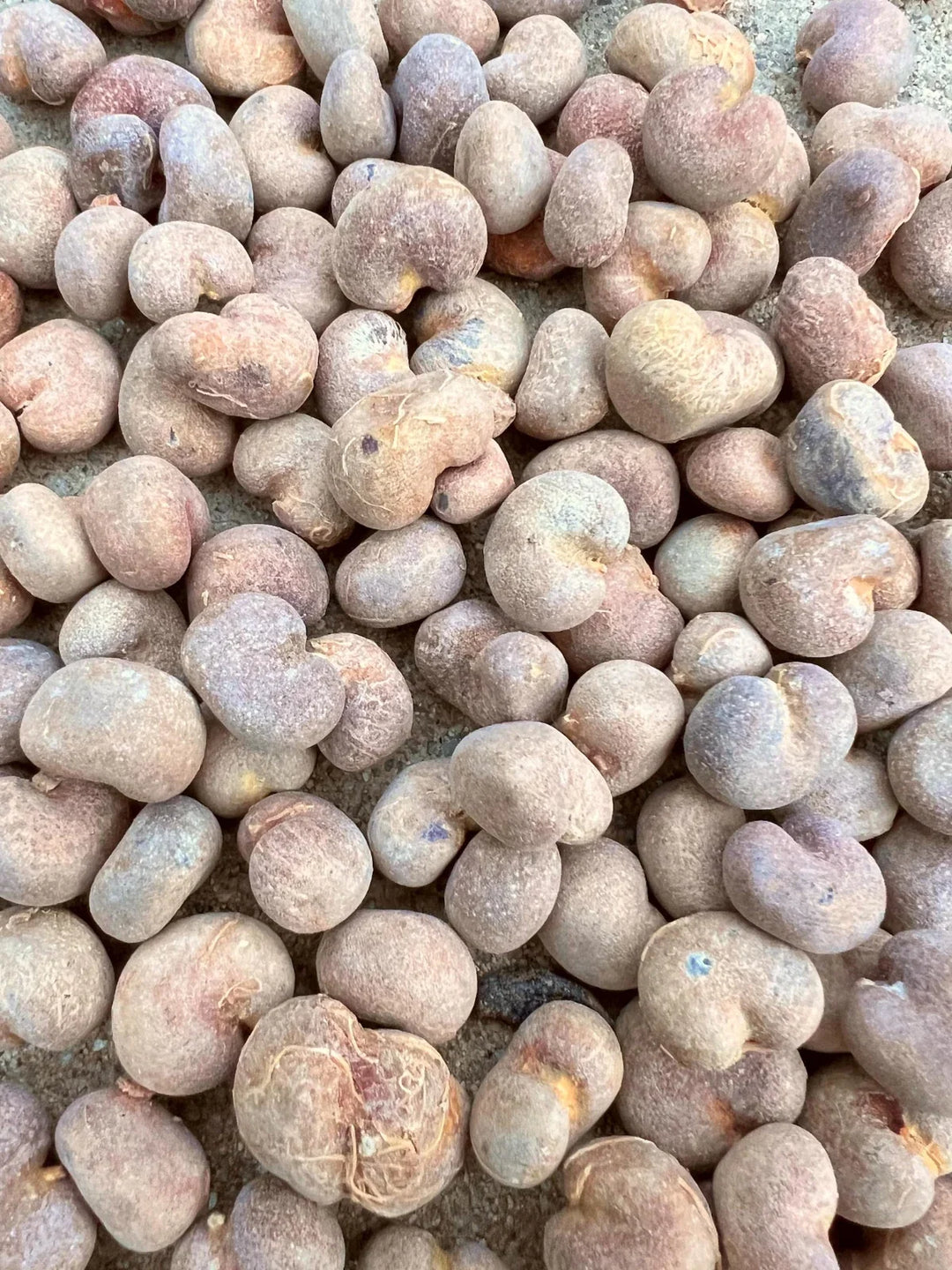 malagasy baobab flower seeds