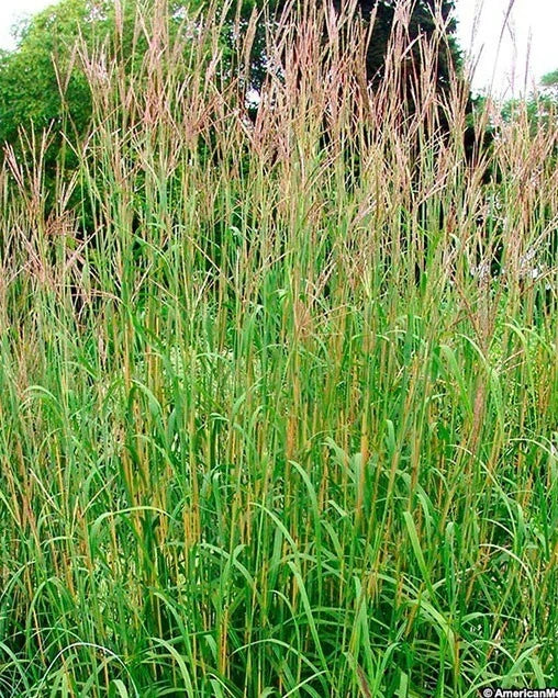 big bluestem flower seeds