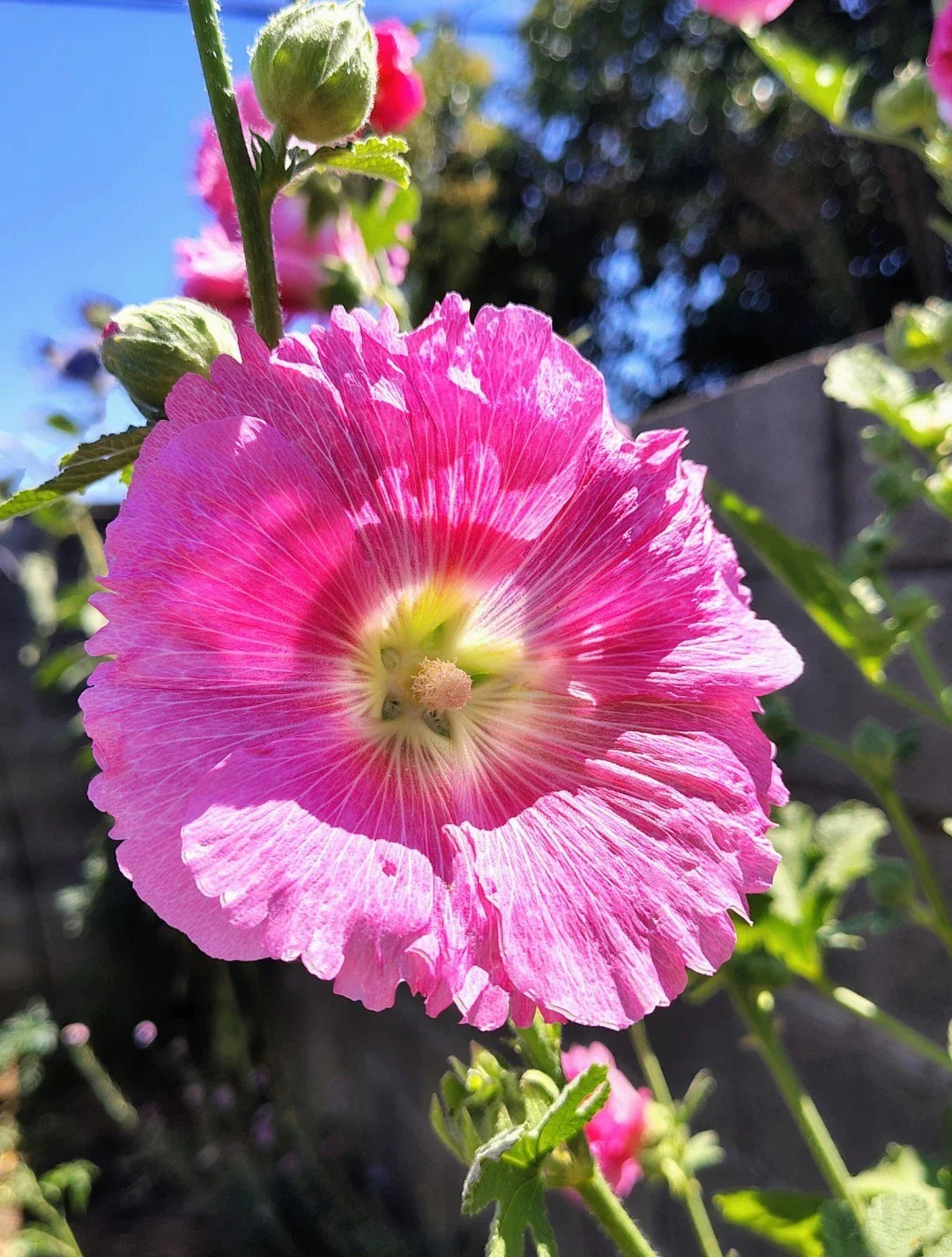pink pink flower seeds