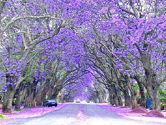 purple jacaranda flower seeds