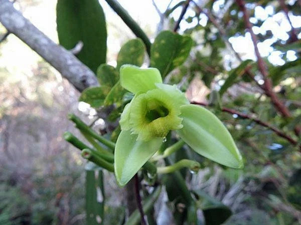 vanilla planifolia flower seeds