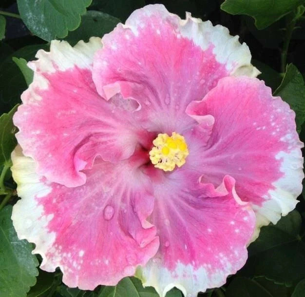 white pink flower seeds