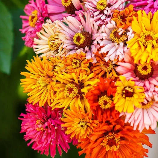 zinnia burpeeana flower seeds