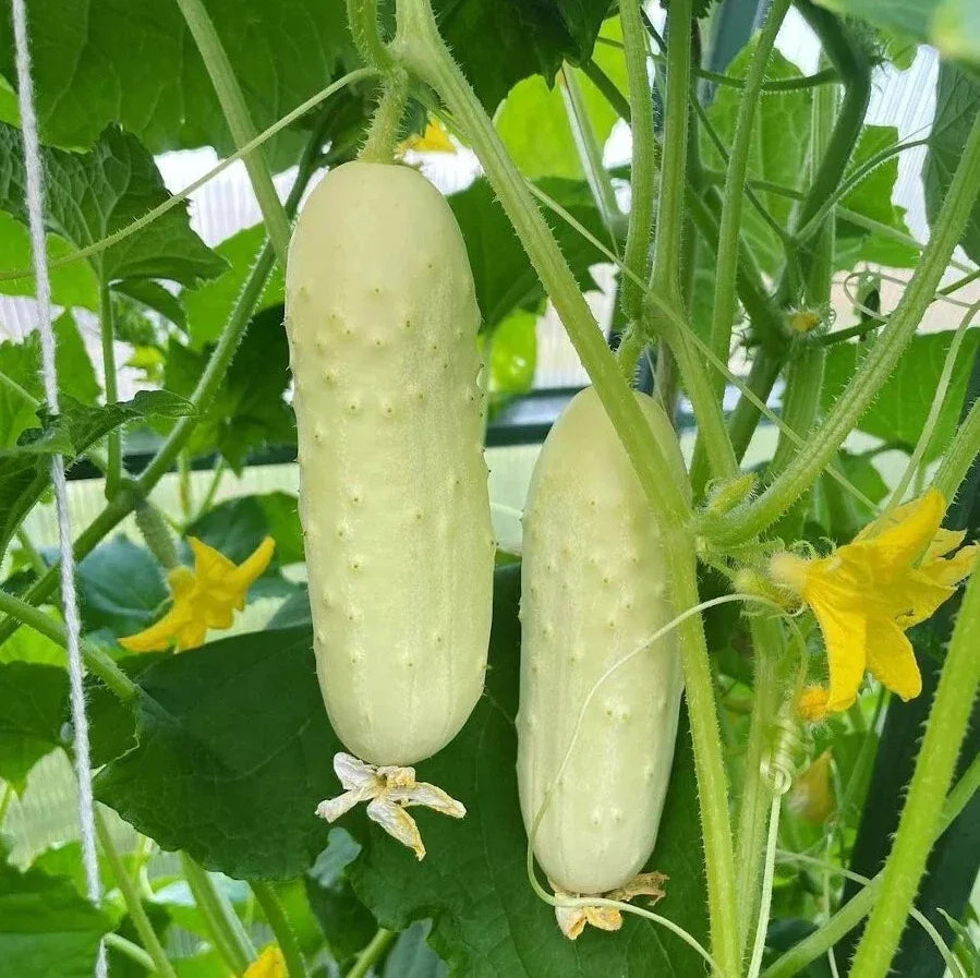 white wonder flower seeds