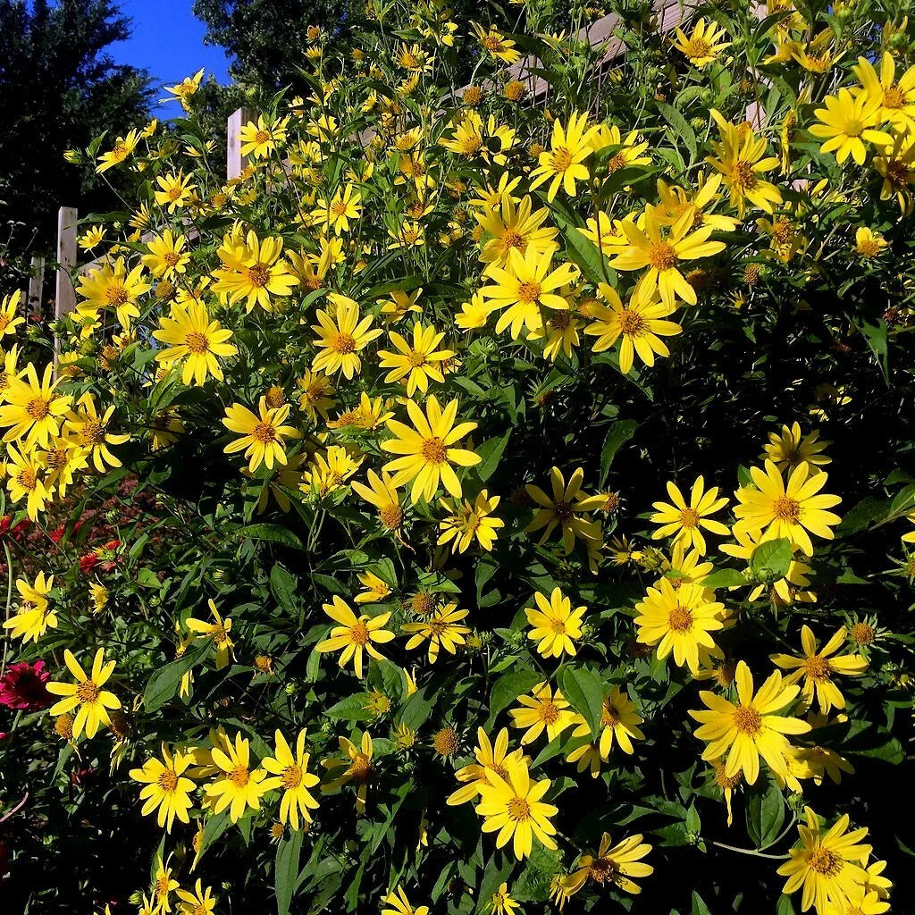 giant tall flower seeds