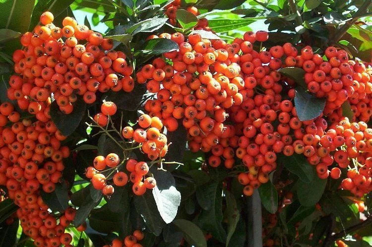 scarlet firethorn flower seeds