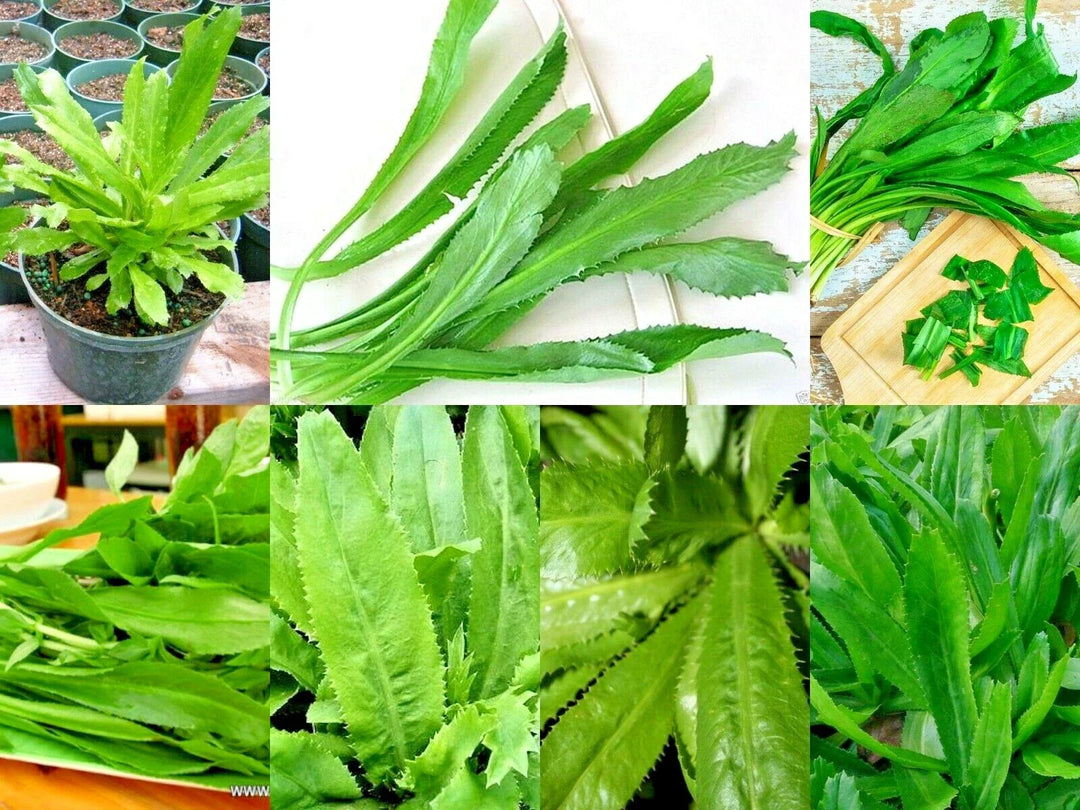 recao culantro flower seeds