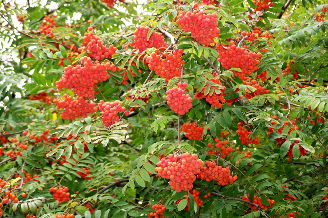 rowan european flower seeds