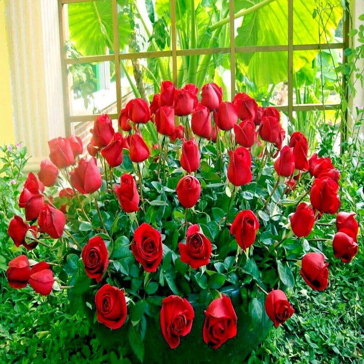 red japanese flower seeds