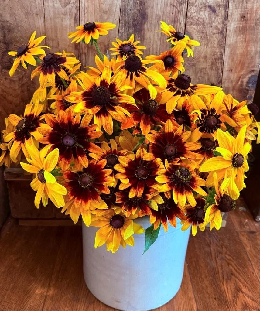 gloriosa daisy flower seeds
