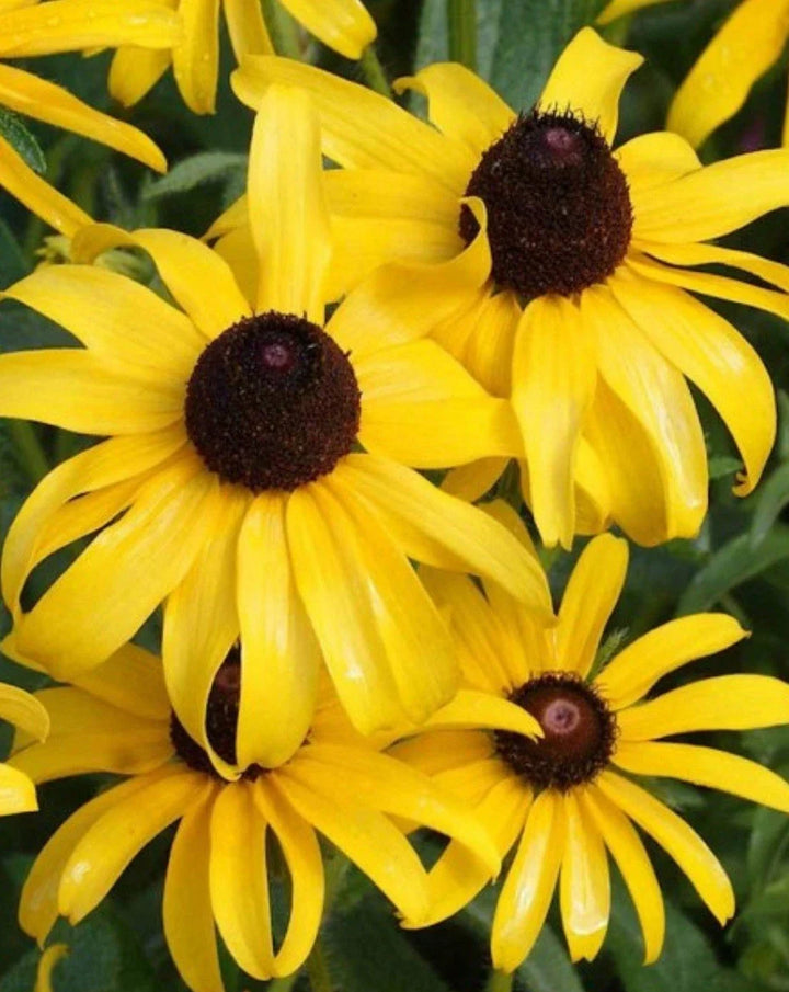 black eyed flower seeds