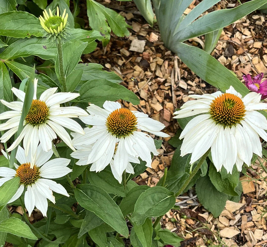 white white flower seeds