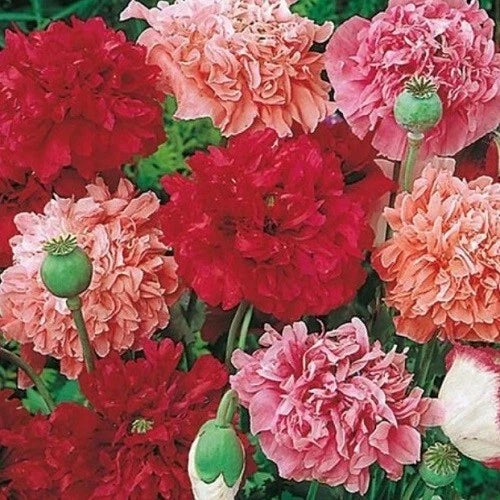 red pink flower seeds