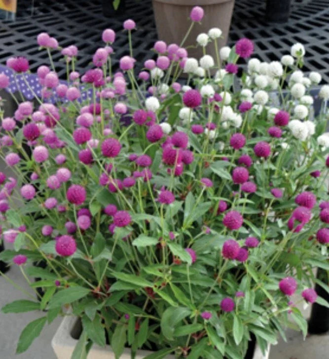 gomphrena formula flower seeds